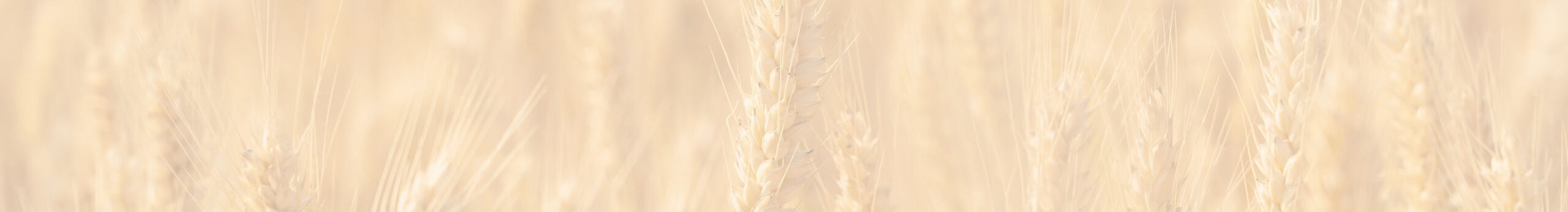 footer-bg_29